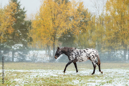Appaloosa horse on a foggy morning in autumn