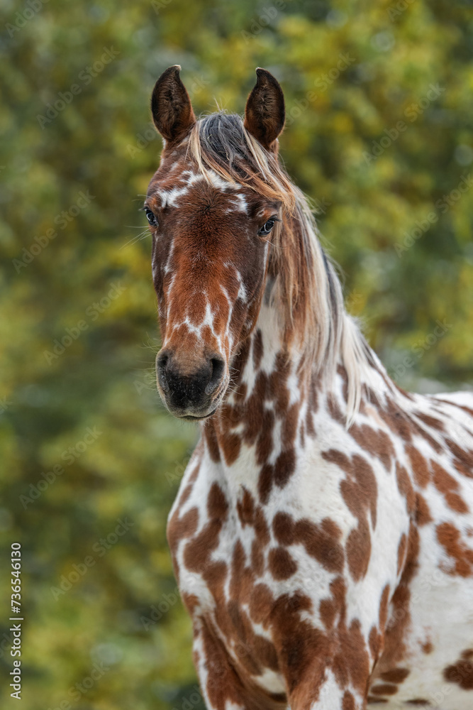 Portrait of appaloosa horse in summer