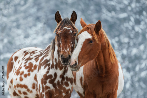 Two lovely horses in winter