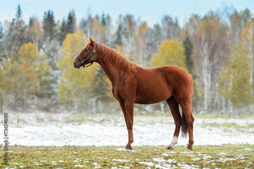Beautiful horse standing on the field in autumn