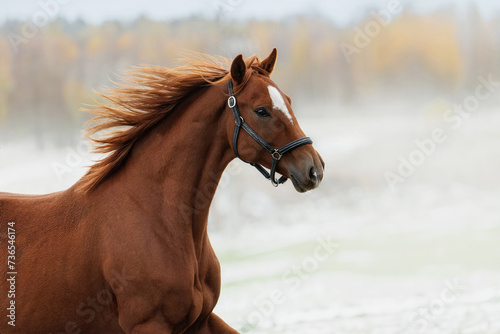 Beautiful horse running in autumn
