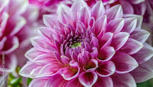 pink and purple dahlia petals macro floral abstract background close up of flower dahlia for background soft focus