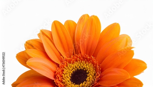 orange single flower isolated