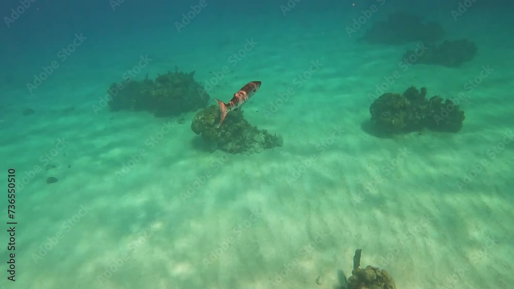 A Barracuda swimming among the rock and coral reef