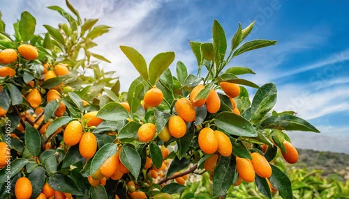 kumquat tree photo