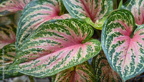 beautiful pink and green leaves of piper ornatum a rare tropical plant photo