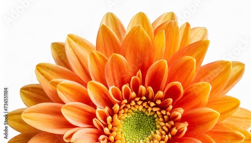 orange chrysanthemum flower on isolated background with clipping path closeup transparent background nature