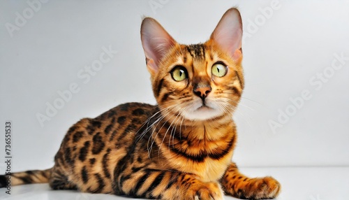 bengal cat on white background quietly sits and looks up with interest