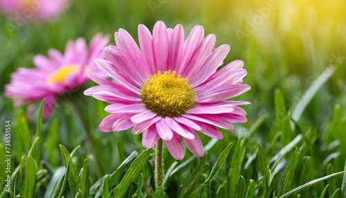 pink daisy