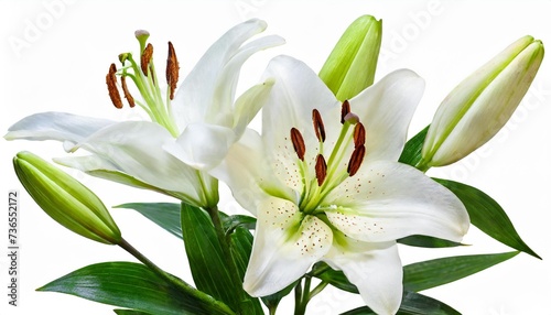 beautiful white lily with buds isolated on white background including clipping path © Richard