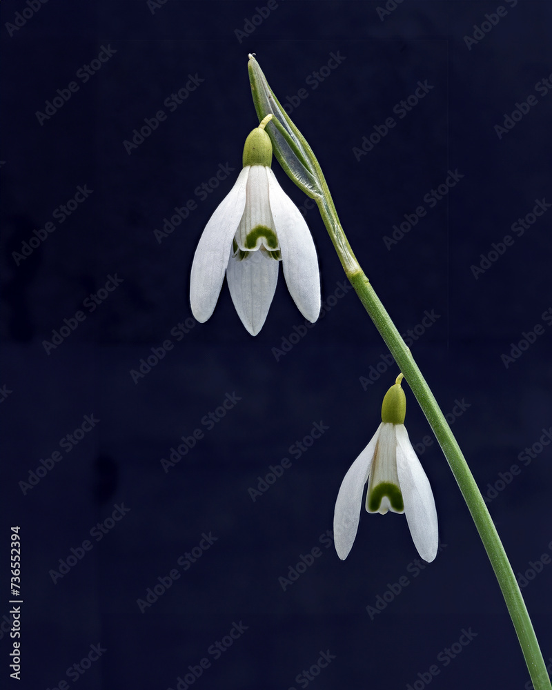 Snowdrop, Heralds of spring, these little bulbs are among the first plants to flower in the new year. Planted in generous drifts, they are sturdier than they look, even pushing up their heads above a Snowdrop, Heralds of spring, these little bulbs are among the first plants to flower in the new year. Planted in generous drifts, they are sturdier than they look, even pushing up their heads above a