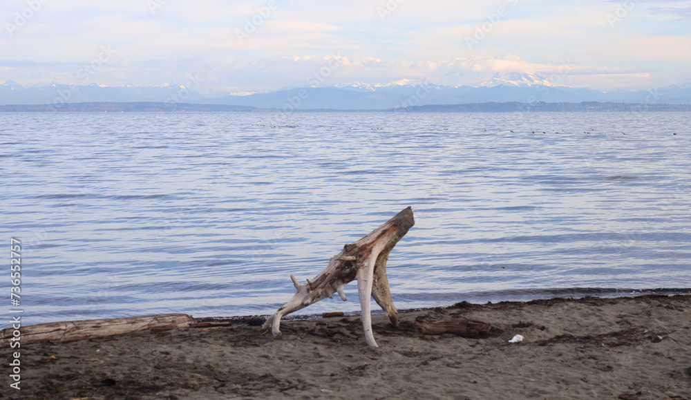 Driftwood pretending to be howling wolf