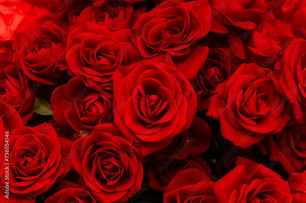 Macro of many bright red roses on a blurred black background. Top view. The concept of love. Texture of roses Macro of many bright red roses on a blurred black background. Top view. The concept of love. Texture of roses