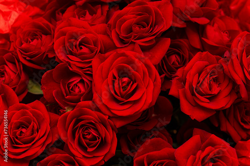 Macro of many bright red roses on a blurred black background. Top view. The concept of love. Texture of roses