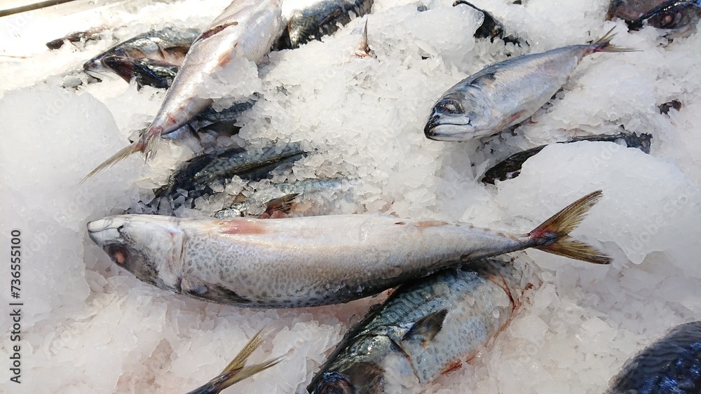 Fresh freeze frozen Saba Mackerel fish in ice on display at supermarket.