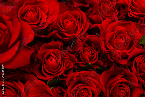 Close-up of many bright red roses on a black background. The concept of love. Texture of flowers. Top view