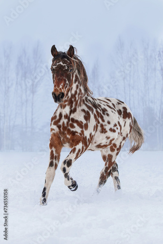 Beautiful appaloosa horse running in winter
