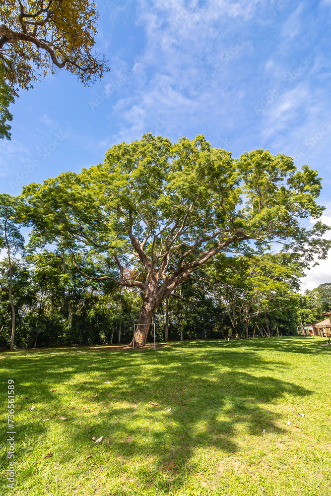 árvore na cidade de Marliéria, Estado de Minas Gerais, Brasil