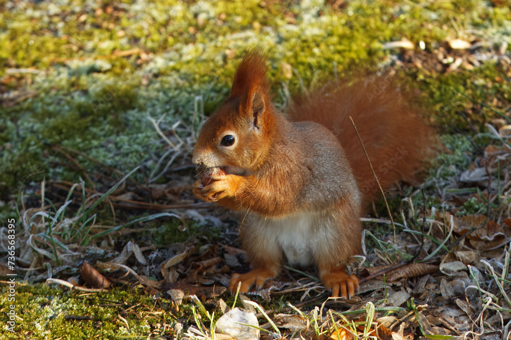 Red squirrel, Sciurus vulgaris sitting under the tree and eating hazelnut in the freezing sunny winter day in the woods at the Stromovka park, Prague, Czech Republic. Red squirrel, Sciurus vulgaris sitting under the tree and eating hazelnut in the freezing sunny winter day in the woods at the Stromovka park, Prague, Czech Republic.