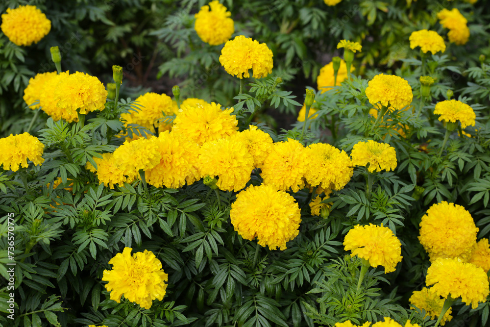 Beautiful marigold flower in the garden Beautiful marigold flower in the garden