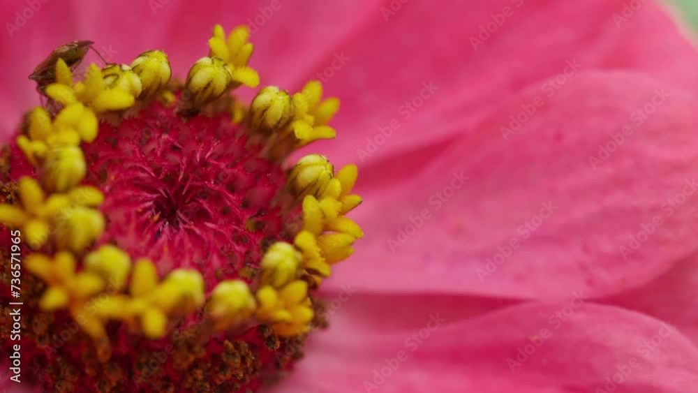Soft beautiful pink anemone flower blooming close up. Yellow pistils and stamens in selective focus macro Soft beautiful pink anemone flower blooming close up. Yellow pistils and stamens in selective focus macro