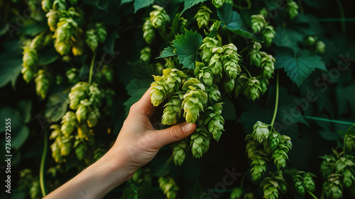 Close up shot of an young successful farmer is collecting directly from plants biological raw hop flowers used for high quality beer production in ecological craft brewery