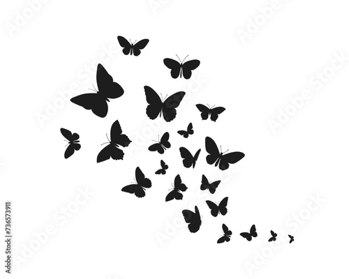 butterfly on white background