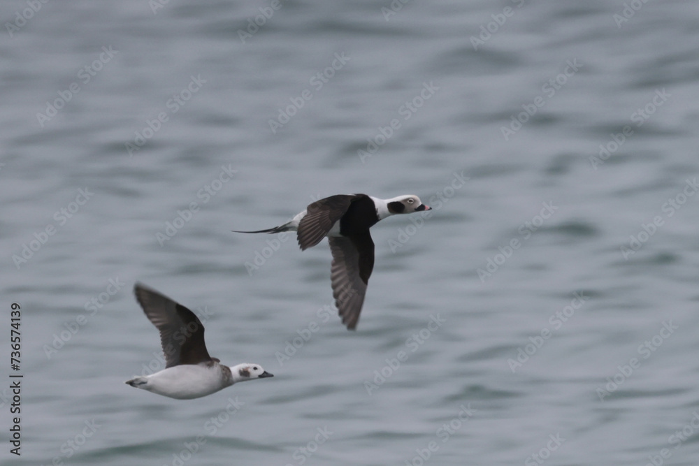 Fototapeta premium Longtail ducks breeding season