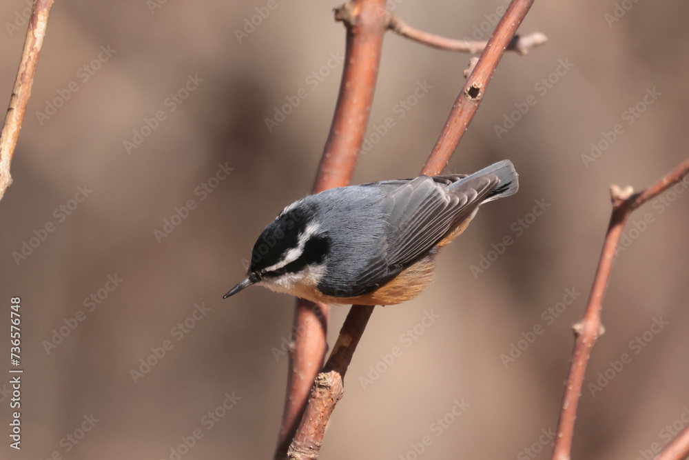 Obraz premium Rose breasted nuthatch