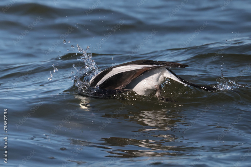 Male Long Tailed duck in bay during spring migration