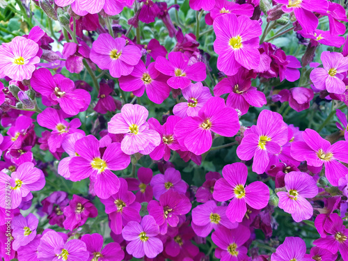 red aubrieta close-up - flowers are blooming in garden