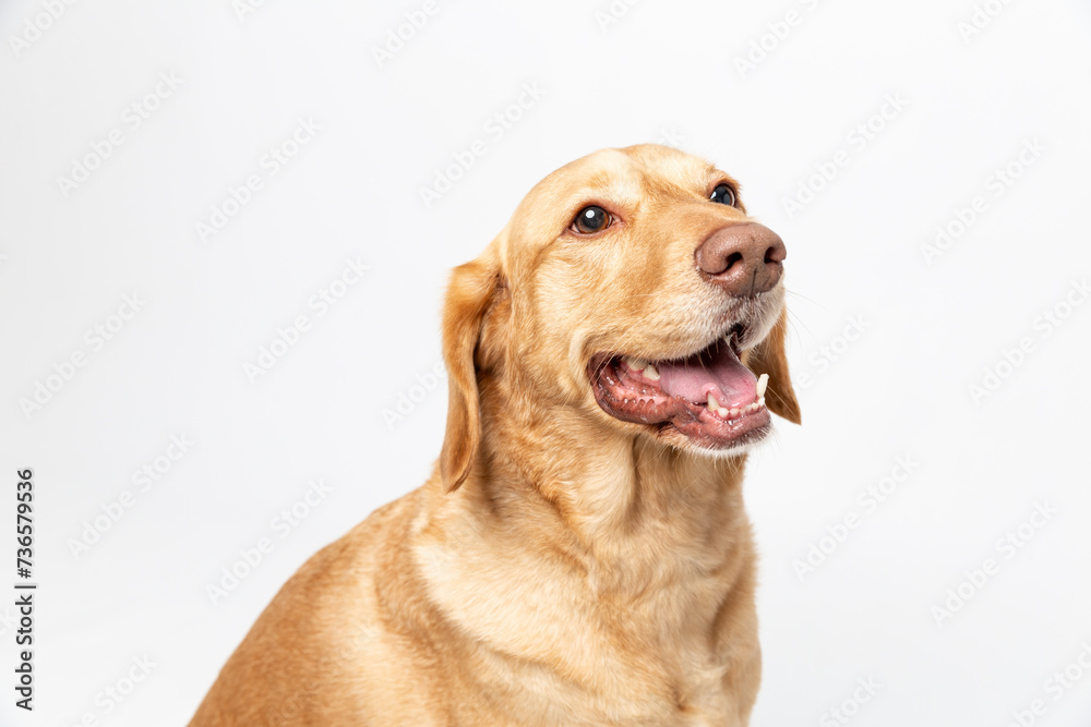 Close up horisontal studio portrait of a smiling retriever labrador on a white background. Close up horisontal studio portrait of a smiling retriever labrador on a white background.