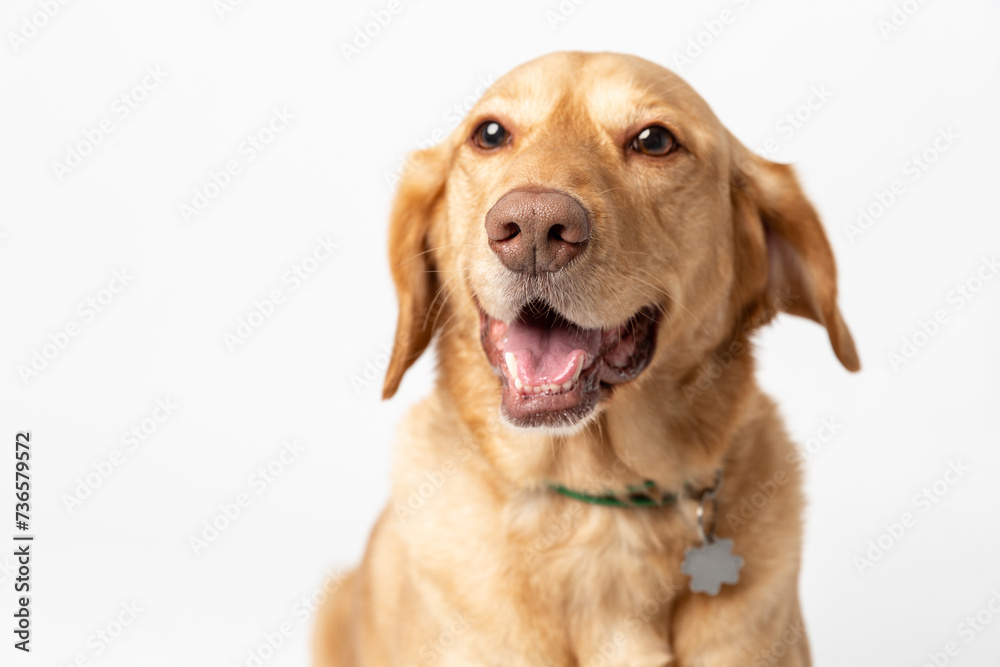 Close up horisontal studio portrait of a smiling retriever labrador on a white background. Close up horisontal studio portrait of a smiling retriever labrador on a white background.