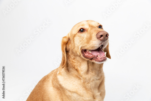 Close up horisontal studio portrait of a smiling retriever labrador on a white background.