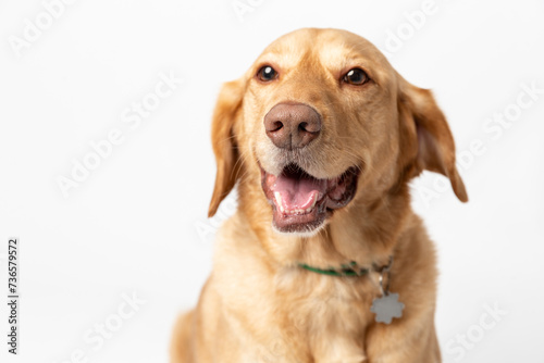 Close up horisontal studio portrait of a smiling retriever labrador on a white background.
