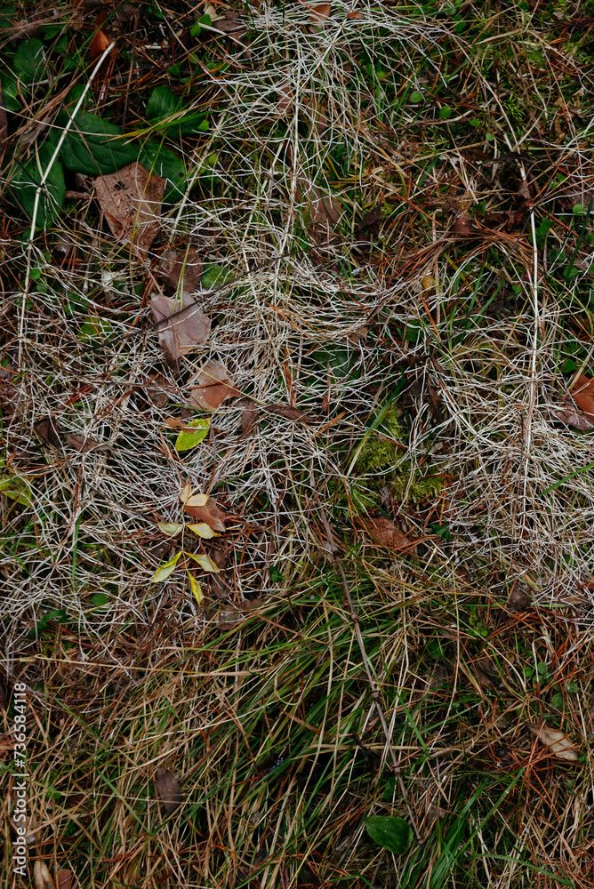 Late autumn dried horsetail close-up view from above. Late autumn dried horsetail close-up view from above.