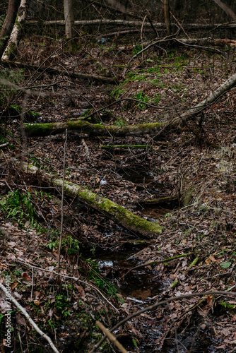 Late autumn. A forest creek in a ravine  littered with dry tree trunks.