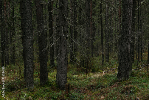 Wallpaper Mural Late autumn in northern forest Torontodigital.ca