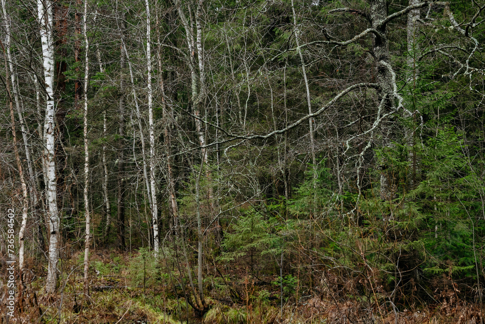 Obraz premium Late autumn in northern forest