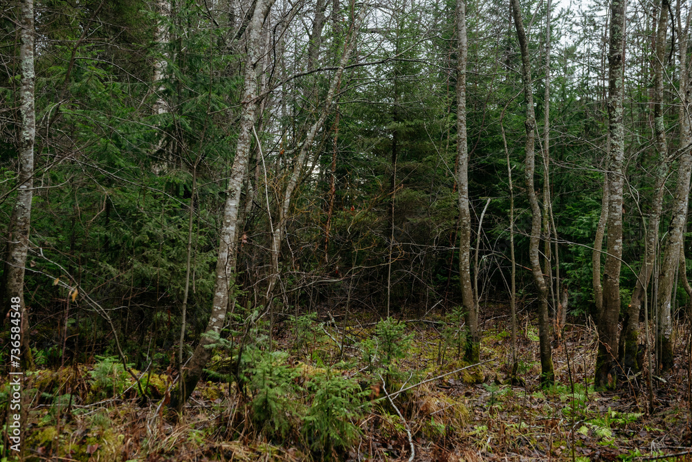 Fototapeta premium Late autumn in northern forest