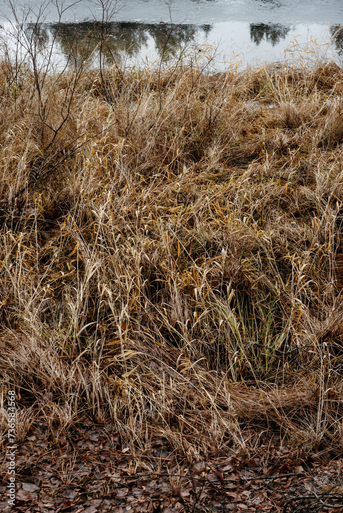 Fototapeta premium Late autumn on the forest lake.