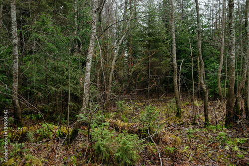 Late autumn in northern forest