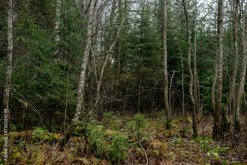 Late autumn in northern forest