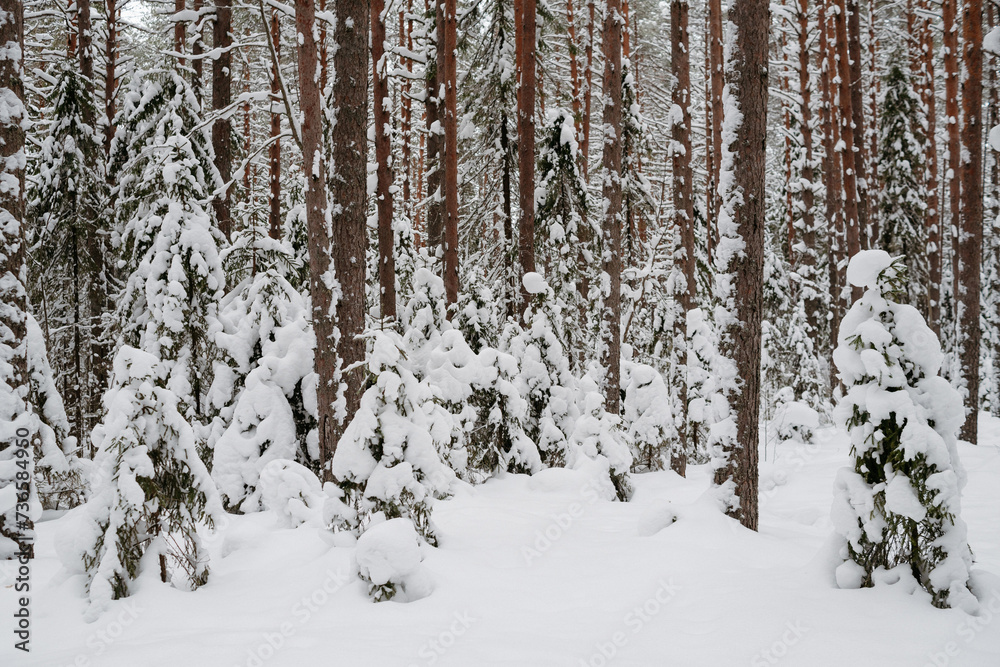 Fototapeta premium Winter snow-covered forest
