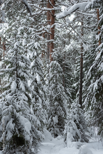 Winter snow-covered forest