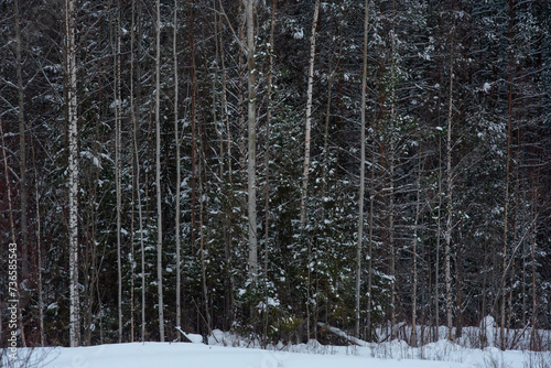 Winter snow-covered forest © Grigoriy