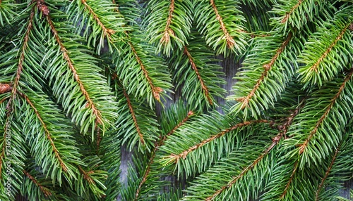 green christmas tree branches background