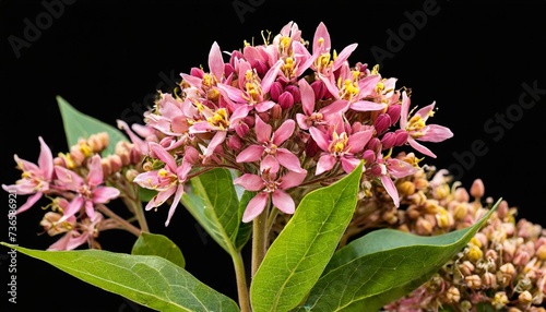 closeup of a cluster of flowers of common milkweed or butterfly flower asclepias syriaca isolated photo