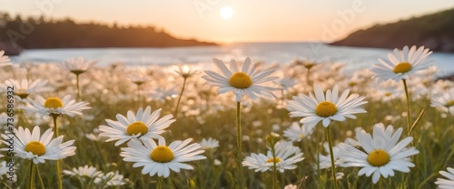 Close-up of white daisies with yellow centers in a field during sunset with the sun low in the sky and the ocean in the background © sanart design