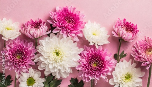 pink and white chrysanthemums on pink background background